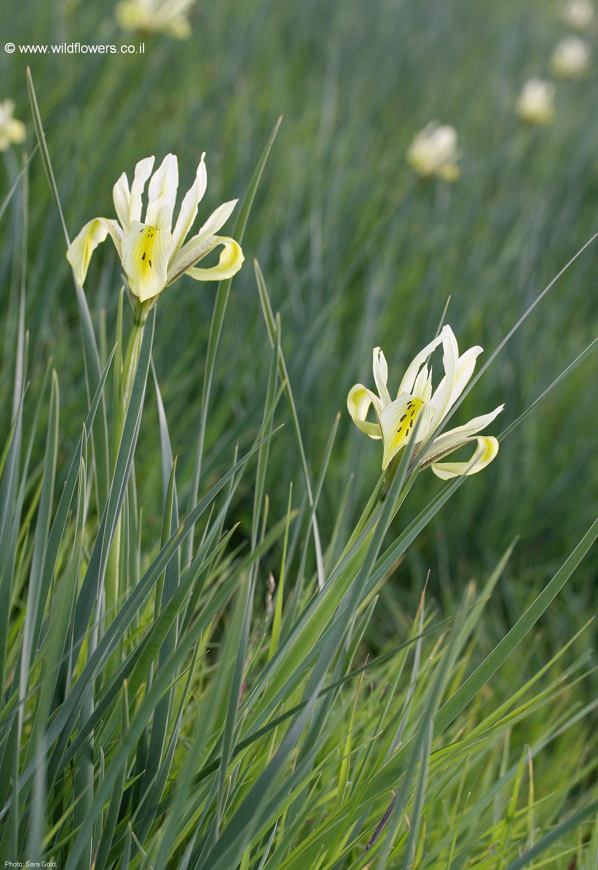 Iris grant-duffii